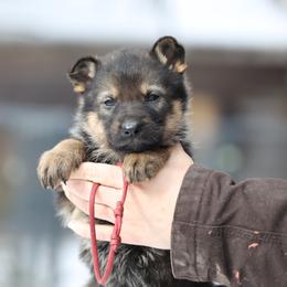 Sierra - Sable female German Shepherd puppy in Augusta, West Virginia from Vom Haus Highlands