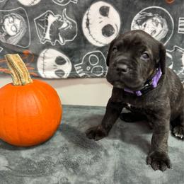 Axel - Black brindle male Cane Corso puppy in Pollock Pines, California from Capitol City Cane Corso