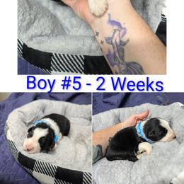 Australian Shepherd and Great Dane Puppies from AEW Farm