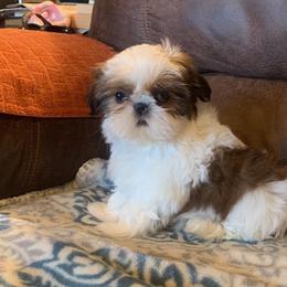 Shih Tzu Puppies from Willow Lane Shih Tzus