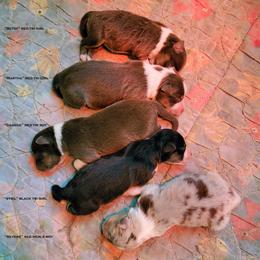 Revere - Red merle male Australian Shepherd puppy in Springville, New York from RisingStar Australian Shepherds