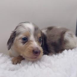 Boy 2 - Dapple male Dachshund puppy in Bakersfield, California from KC Doxies