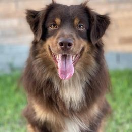 Legend - Miniature Australian Shepherd
