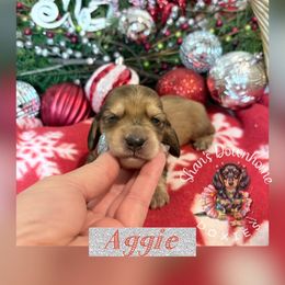 Aggie - Cream male Dachshund puppy in Hockley, Texas from Shans Down Home Doxies