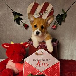 Ember-Full length tail - Red female Pembroke Welsh Corgi puppy in Deming, New Mexico from Dragon Ridge Corgis