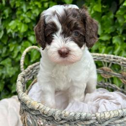 Peppermint Patty - Chocolate female Australian Labradoodle puppy in Atascadero, California from Classic Poodles and Doodles
