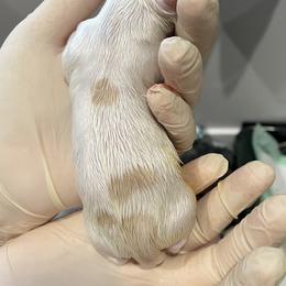 Boy 3 - Parti male Yorkshire Terrier puppy in Forest, Virginia from Majestic Touch Kennels and Pet Services