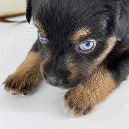 Miniature Australian Shepherd and Toy Australian Shepherd Puppies from Ollie's Aussies