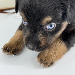 Miniature Australian Shepherd and Toy Australian Shepherd Puppies from Ollie's Aussies