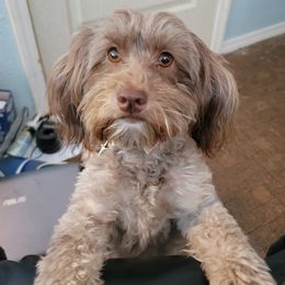 Penny - Havanese