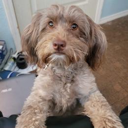 Penny - Havanese