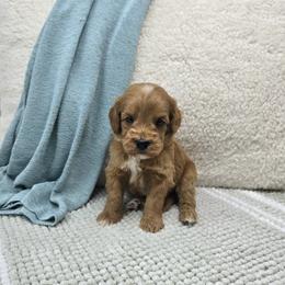 Walnut - Red  male Goldendoodle puppy in Floyd, Virginia from Hearts and Paws Poodles and Doodles