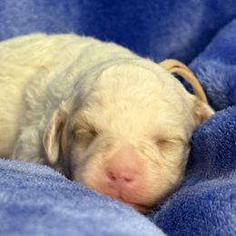 Praches - Parti female Poodle puppy in Huntsville, Alabama from Flint River Poodles