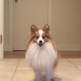 Shetland Sheepdog All Grown Up from Fox Point Farm Toy Shelties