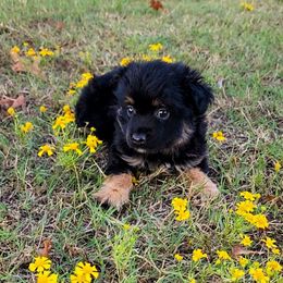 Vixen - Black tri female Toy Australian Shepherd puppy in Mc Alester, Oklahoma from Angel's Aussies