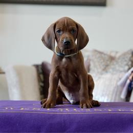 Green Boy - Red male Redbone Coonhound puppy in Shreveport, Louisiana from BAFERD Kennels