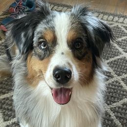 Australian Shepherds from O’Kejas  Kennel