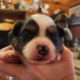 Boy 1 - Black tri male Toy Australian Shepherd puppy in Hampton, Tennessee from TC Farms Stock Dogs - Miniature Australian Shepherds