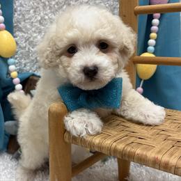 Chevy - Champagne male Maltipoo puppy in West Plains, Missouri from Puppies-4U