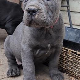 Cane Corso and Rottweiler Puppies from Hildegarde Kennels
