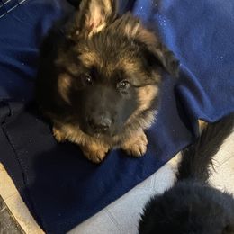 German Shepherd puppies from Vom Kupferhaus