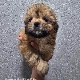 Will - Red and tan male Shih Tzu puppy in Cabot, Arkansas from Borderland's Kennel