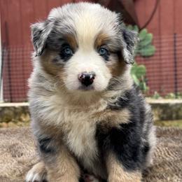 Gideon - Blue merle male Miniature Australian Shepherd puppy in Williamson County, Texas from Raising Star Ranch Toy and Mini Aussies
