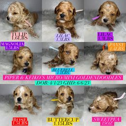 Aussiedoodle and Goldendoodle Puppies from Hot Springs Kennels
