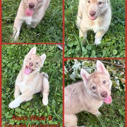 Nami - Red and white female Siberian Husky puppy in Canton, Ohio from Bleu Skies Siberian Huskies
