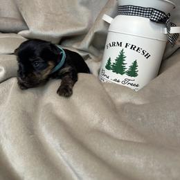 Boy 4 - male Yorkshire Terrier puppy in Goode, Virginia from Glass Hill Yorkies