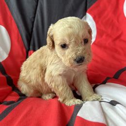 Pluto - Buff and white male Cockapoo puppy in Mayville, Michigan from Kathy Maize