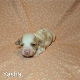 Yasha - Red and white female Cockapoo puppy in Sunset, Louisiana from Cano Cockapoos