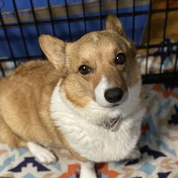 Bella - Pembroke Welsh Corgi