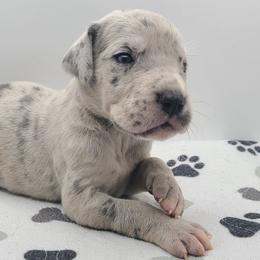 Meela Blue Merle - Merle female Great Dane puppy in Kannapolis, North Carolina from Carolina Great Danes & Toy Poodles
