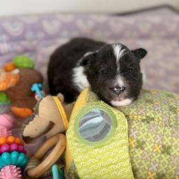 Shetland Sheepdog Puppies from Lexy's Shetland Sheepdogs