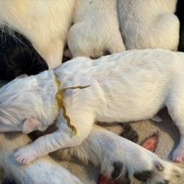 Girl 3 - White female German Shepherd puppy in Valley Springs, South Dakota from Von Pasch German Shepherds