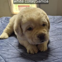 Samoa white collar - Yellow female Labrador Retriever puppy in Greenwich, Ohio from Pure Gem Kennel