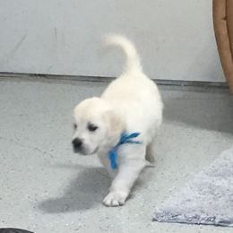 Golden Retriever and Jack Russell Terrier Puppies from Shelby Burleson