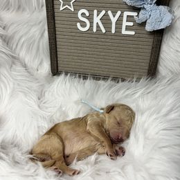 Goldendoodle Puppies from Averee's Doodles
