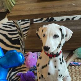 Dalmatian Puppies from Sublime Dalmatians