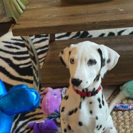 Dalmatian Puppies from Sublime Dalmatians