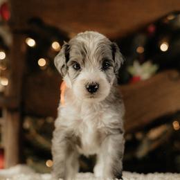 Firework - Merle male Sheepadoodle puppy in Vernonia, Oregon from Life Unleashed Farm