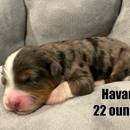 Havarti - Blue merle Bernedoodle puppy in Washougal, Washington from Sandy Creek Bernedoodles