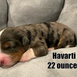 Havarti - Blue merle Bernedoodle puppy in Washougal, Washington from Sandy Creek Bernedoodles