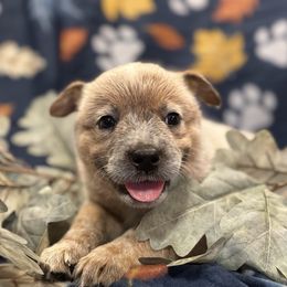 Boy 2 - Red speckled male Australian Cattle Dog puppy in Scurry, Texas from RedHorizon AKC Australian Cattle Dogs (Heelers)