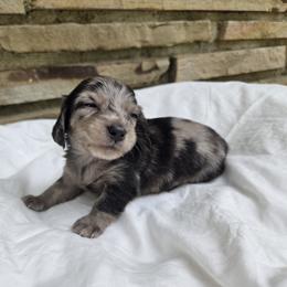 Dachshund Puppies from Pure Joy Dachshunds