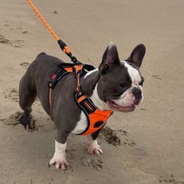 French Bulldog All Grown Up from Lakeview Frenchies