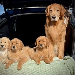 Golden Retriever Puppies from Lyons Golden Retrievers