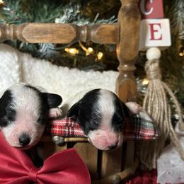 Oreo - Black and white male Cockapoo puppy in Griffin, Georgia from Rawls Lovely Little Tots