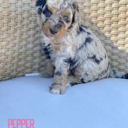 Pepper - Blue merle female Aussiedoodle puppy in Henry, Illinois from Rowe Farms Doodles